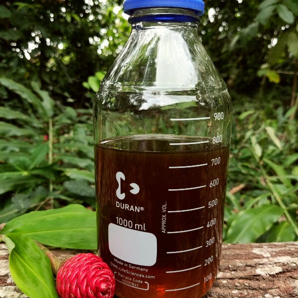Rosy Papua Oud